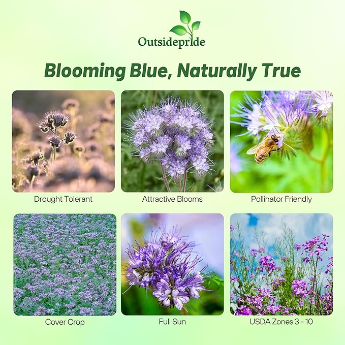 Outsidepride Lacy Phacelia Seeds for Planting - 1 Lb. Annual, Drought-Tolerant Wildflower Seeds with Light Violet Flowers, Ideal for Pollinator Gardens, Erosion Control, & Attracts Bees & Butterflies