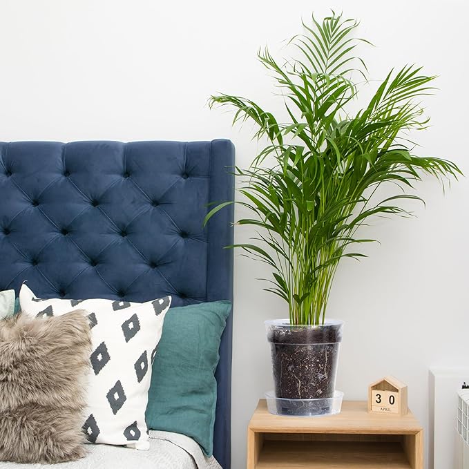 1 Gallon 6 Inch Clear Plastic Plant Pot with Drainage Holes, Interlocking & Detachable Tray - Deep Saucer - Durable BPA-Free Plastic, Transparent Design, Raised Base for Airflow, Set of 12, 92-X-B-6