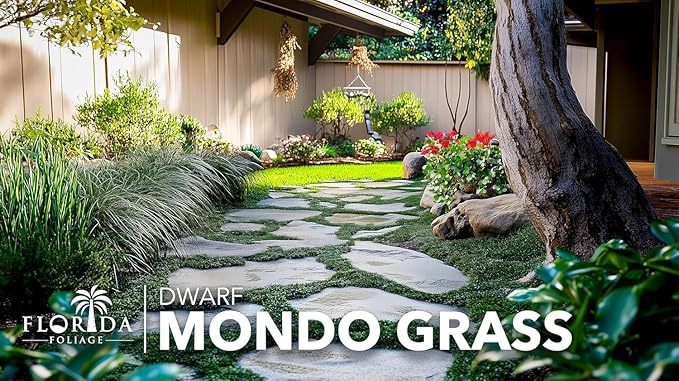Dwarf Mondo Grass | 40 Live Plants | Japonicus Nanus | Shade Loving Evergreen Lilyturf Groundcover