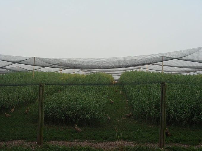 Excursions Aviary Netting 1" Heavy Knotted Poultry Net (50' x 50')