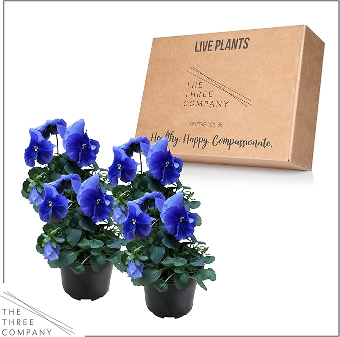 Live Healthy Flowering Pansies - Blue (4 Plants Per Pack), Beautiful Fall Color, 6" Tall by 4" Wide in 1 Pint Square Pot