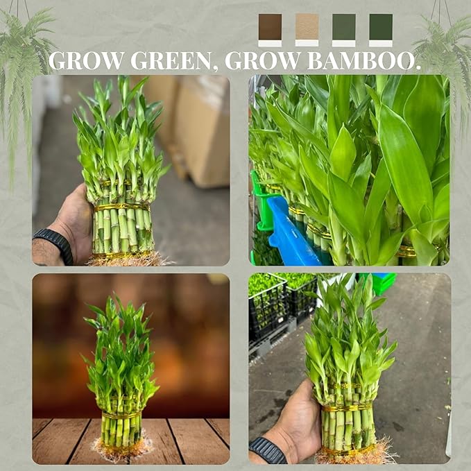 Live Two Tier Lucky Bamboo Plant - Bundle of 15 Stalks - Easy to Grow, Air Purifying, Live Indoor Houseplants Flowers for Home Office Wedding Decor & Giftable