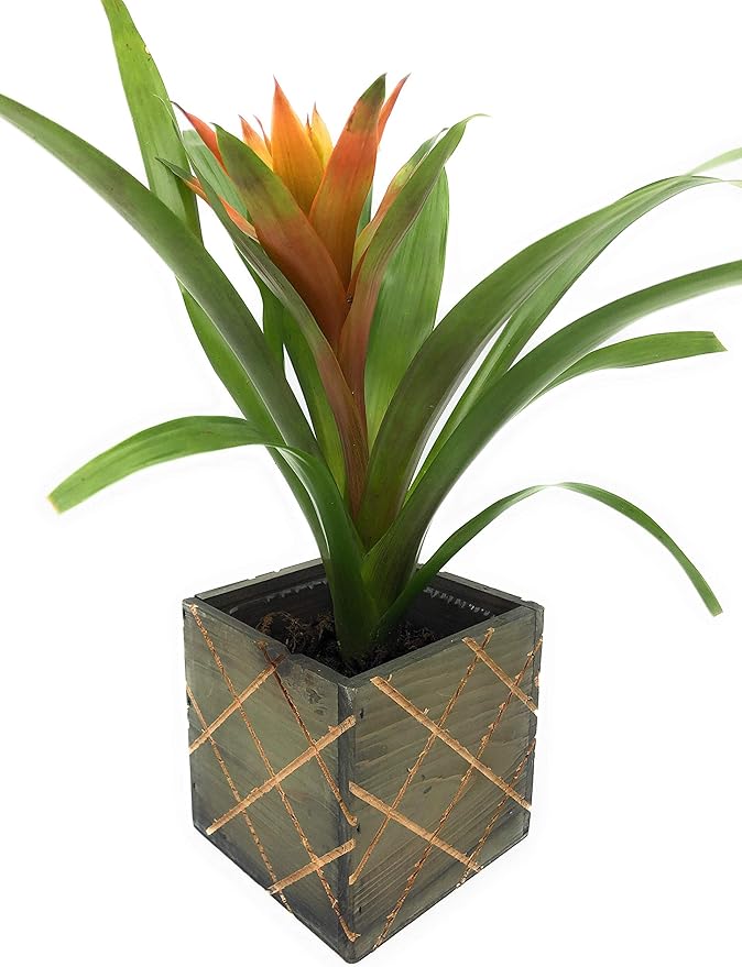 Wood Planter Box with Diamond Cross Hatch Style, 5 Inch Square, Rustic Barn Wood, Plastic Liner, Wedding Flowers Holder, Home and Venue Decor (5x5 Diamond Cross Hatch Set of 4, Natural)