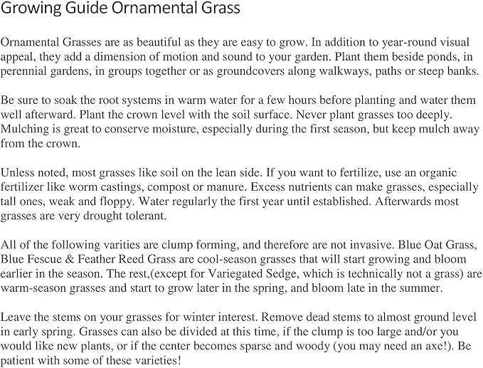3 Hamlen Grass in 4 Inch Containers/Dwarf Fountain Grass (3 Pots of Plants) Ships from Rock Island, Tennessee. Grown here on Our own Farm.