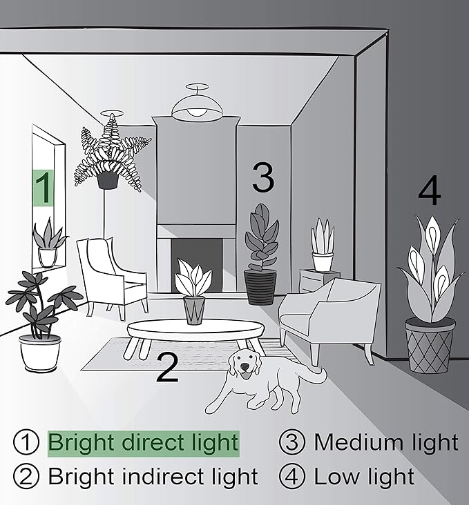 Thorsen's Greenhouse Aloe Vera, Live Indoor Plant, Aloe barbadensis, Easy to Grow, Succulent, Natural Air Purifier, 4" Diameter Pot (Silver - Metal)