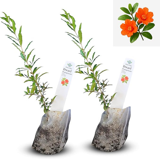 Live Dwarf Pomegranate Plant (Punica Granatum) - Compact, Ornamental Fruit Bearing Shrub, Indoor/Outdoor (2 pom-Dwarf sacs)