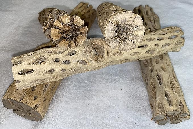 Awesome Aquatic 12 inch 2-3” Thick XL Teddy Bear/Chain Fruit/Buckhorn/Staghorn Cholla Wood Hollow Tube Wood Cactus Skeleton Tubes 12” x 2-3” Thick/Diameter (12 in x 2-3 in Diameter)