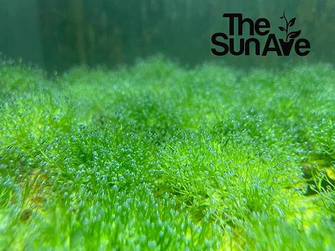 Riccia Fluitans Crystalwort Easy Freshwater Aquarium Live Plant Moss