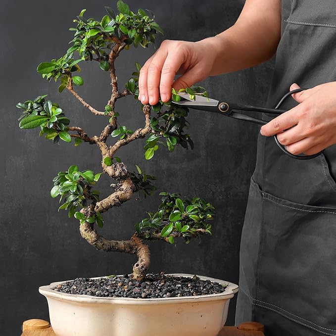 Professional Bonsai Slim Scissors | Pruning Shears for Trimming Plants | Japanese Gardening, Bonsai Tools | Garden Scissors