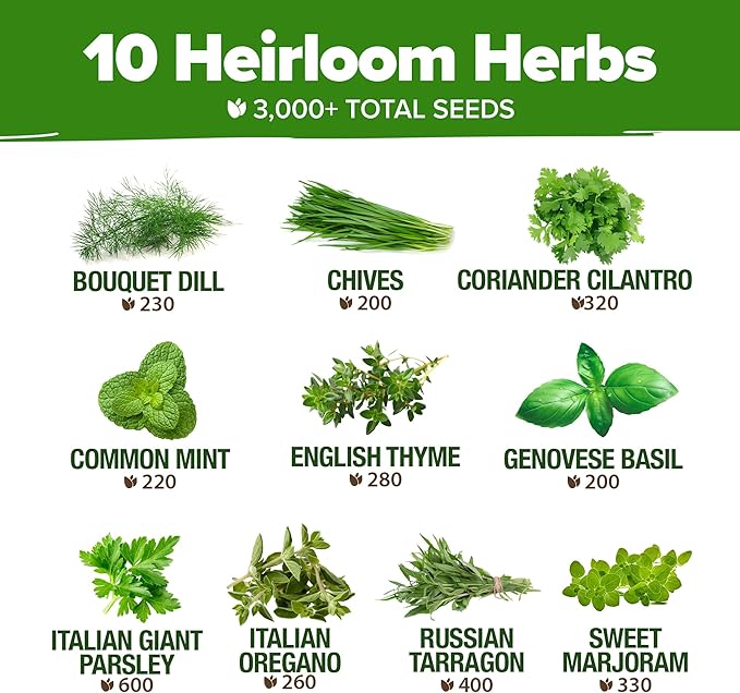HOME GROWN 10 Herb Seeds for Planting 3,000+ Non-GMO Heirloom Seeds | Extra Large Variety Pack Herb Kit – Indoor Outdoor & Hydroponic | Culinary Seed Set | Grow Your Own Herbs | Gift for Beginners