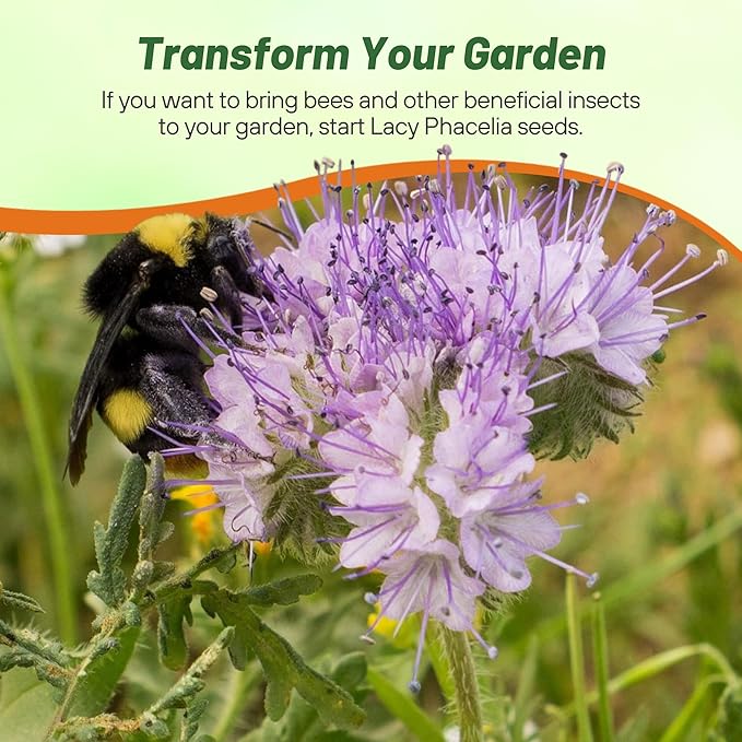 Outsidepride Lacy Phacelia Seeds for Planting - 5000 Pcs Annual, Drought-Tolerant Wildflower Seeds w/Light Violet Flowers, Ideal for Pollinator Gardens, Erosion Control, & Attracts Bees & Butterflies