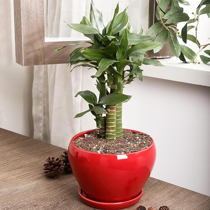 vicrays Ceramic Plant Pots Indoor - 6.5 Inch Planter Pot with Drainage Hole and Saucer for Succulent Orchid Flower Herbs Cactus - Ideal for Gardening Home Desktop Office Decor - Red