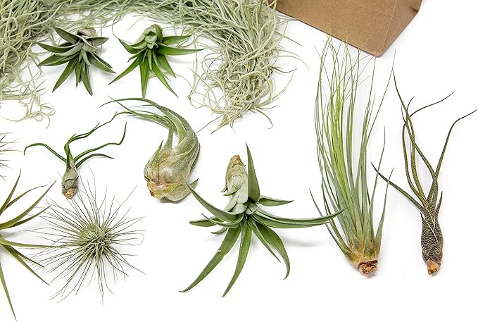 10 Pack Grab Bag Air Plants Gift Wrapped with Tillandsia Usneiodes Spanish Moss - Live Tillandsia - Easy Care House Plant - Succulents - 30 Day Guarantee