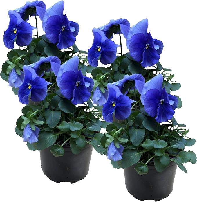 Live Healthy Flowering Pansies - Blue (4 Plants Per Pack), Beautiful Fall Color, 6" Tall by 4" Wide in 1 Pint Square Pot