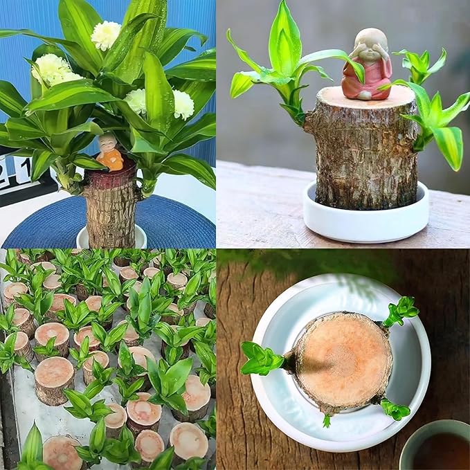 Brazilian Lucky Wood Kit with Monk, Grow Your Own Luck,Easy to Maintain Mini Brazil Woods for Indoor/Outdoor, Bedroom, Kitchen, Office Desk, Garden and Other Decorations (2E)