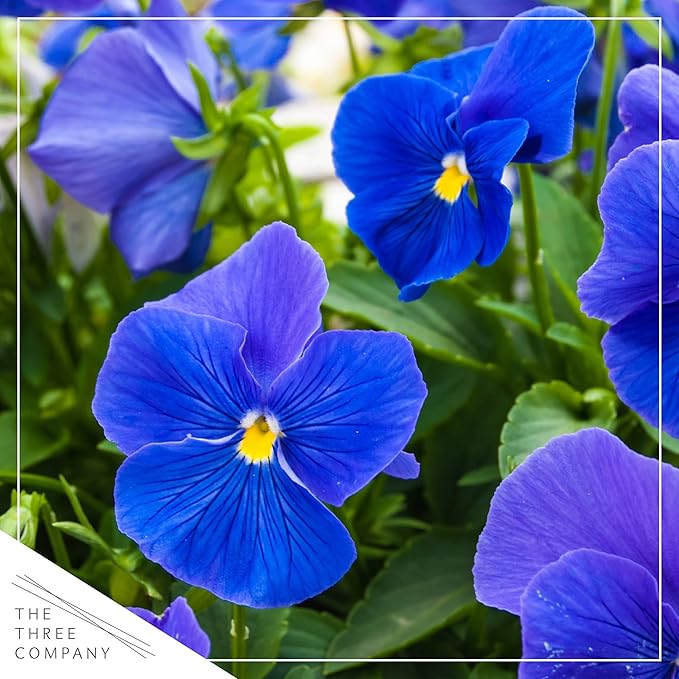 Live Healthy Flowering Pansies - Blue (4 Plants Per Pack), Beautiful Fall Color, 6" Tall by 4" Wide in 1 Pint Square Pot