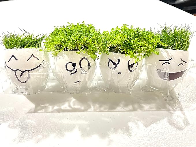 Dwarf Baby Tears Hemianthus Callitrichoides HC Live Aquarium Plants Freshwater Fish Tank