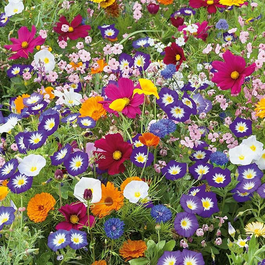 Eden Brothers Royal Meadow Flower Mixed Seeds for Planting, 1 lb, 480,000+ Seeds with Morning Glory, African Daisy | Attracts Pollinators, Plant in Spring or Fall, Zones 3, 4, 5, 6, 7, 8, 9, 10
