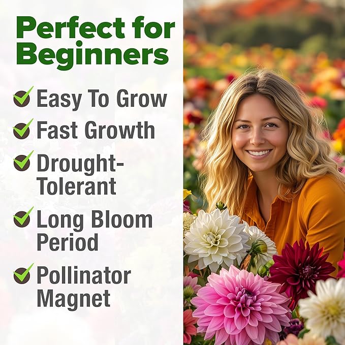 HOME GROWN 𝗨𝗦𝗔 𝗣𝗥𝗘𝗠𝗜𝗨𝗠 Zinnia Dahlia Seeds Pack for 2025 – 524 𝗡𝗢𝗡-𝗚𝗠𝗢 Flower Seeds | Vibrant Zinnia Elegans for Pollinator Gardens, Borders & Containers | Easy-to-Grow Outdoor Blooms