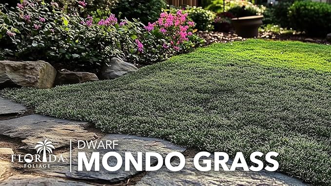 Dwarf Mondo Grass | 40 Live Plants | Japonicus Nanus | Shade Loving Evergreen Lilyturf Groundcover