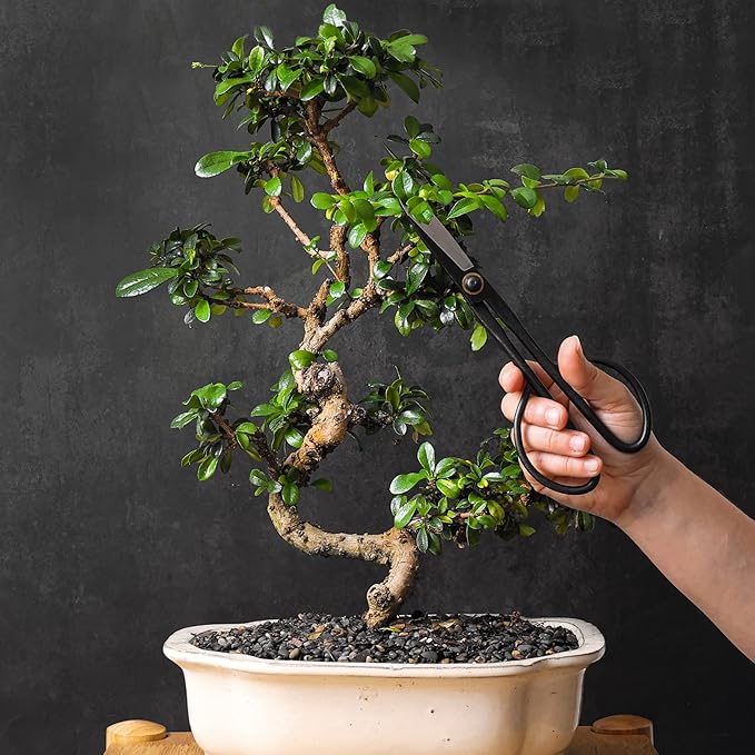 Professional Bonsai Slim Scissors | Pruning Shears for Trimming Plants | Japanese Gardening, Bonsai Tools | Garden Scissors