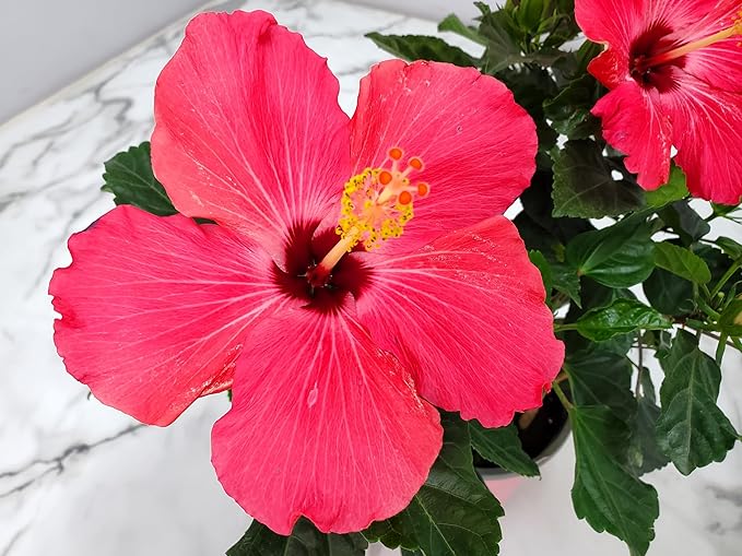 Tropical Plants of Florida - Pink Hibiscus Bush Dwarf - Tropical Flowering Plant Large - 12" to 16" Overall Height - 1 Gallon Planter (Plant Only)