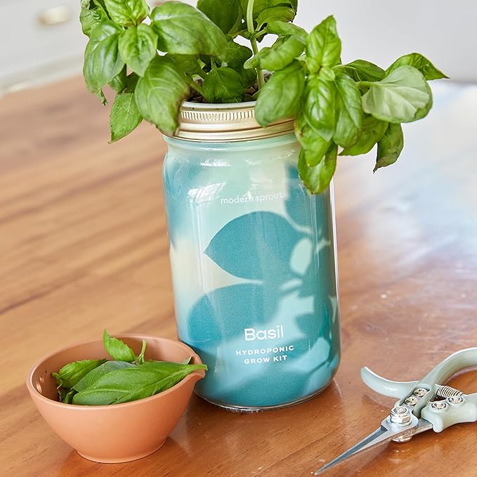 Modern Sprout Mason Garden Jar - Self-Watering Hydroponics Growing System Kit with Organic Herb Seeds - Jar Planter for Indoor Herb Garden - Seed Starter Kit - Home Decor & Gifting - Basil
