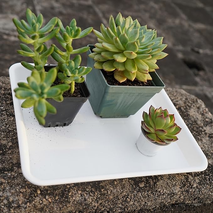 Plant Saucer Growing Tray, Seed Starter Tray Rectangular, Heavy Sturdy Plastic Plant Saucers Drainage Trays, Plant Drip Trays for Pots, Seed Starter Growing Pots (11 x 9 inch, 2 Pack)