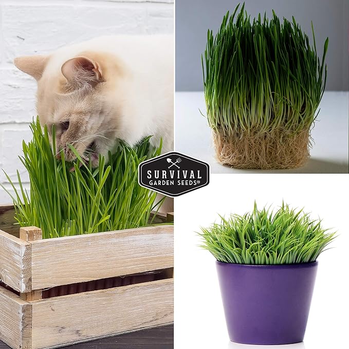 Cat Grass Seed for Planting - Packet with Instructions to Plant & Grow Greens for Your Pet Indoors or Outdoors in a Container or Garden - Non-GMO Heirloom Variety - Survival Garden Seeds