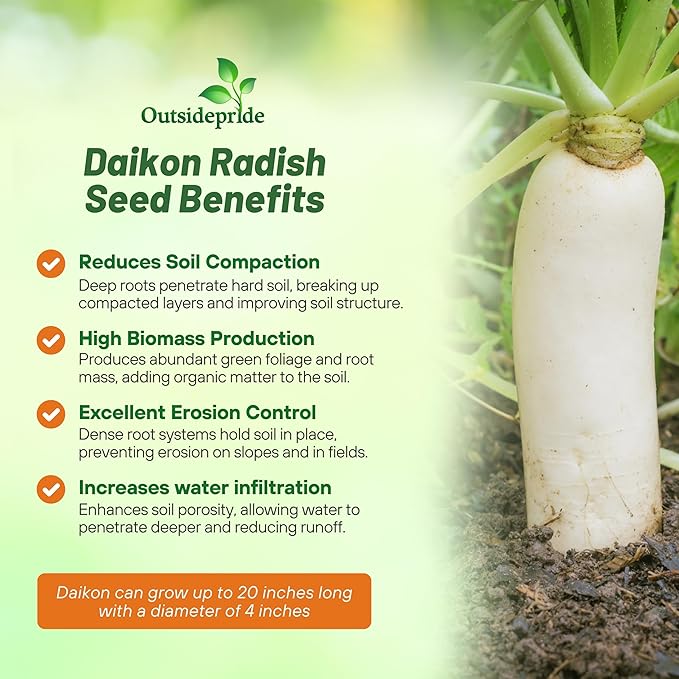 Outsidepride Annual Daikon Radish Seeds - 1 oz. Chinese, Japanese, & Oriental Radish Seeds for Soil Health, Erosion Control, & Soil Aeration - Ideal for Gardens, Cover Crops, Pastures, & Food Plots
