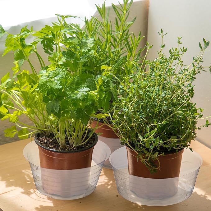 Hoolerry Plastic Plant Saucer Clear Deep Drip Tray Thickened Clear Plant Saucers Trays for Pots Deep Drip Trays for Home Garden Indoor and Outdoor Potted(20 Pcs,6, 8, 10, 12 Inch)