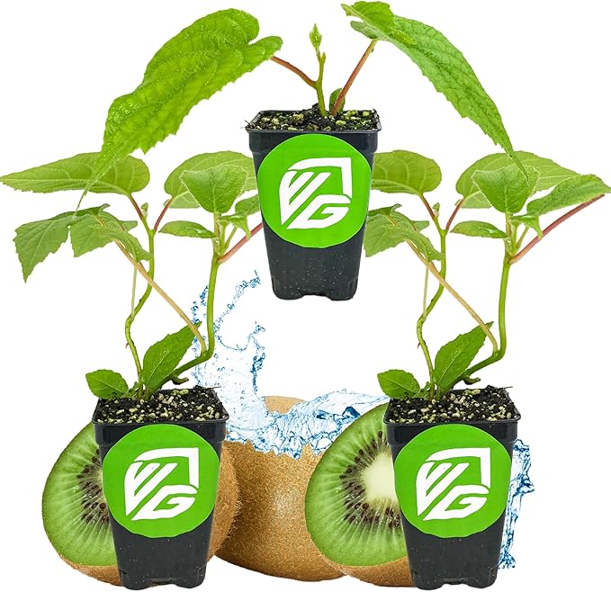 2 Vincent Female Kiwis & 1 Tomuri Male Kiwi (Actinidia chinensis) Bundle by Wellspring Gardens - Thriving Kiwi Plant Pairing - Perfect for Southern Gardens, Pollination Duo