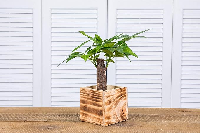 Wooden Planter Box, Rustic Burned Wood/Whitewash with Plastic Liner l Garden Decor l Restaurant and Wedding Decorations l Wood Box (5x5 Set of 4, Burned Wood)