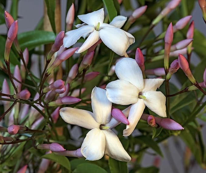 Pink Jasmine Vine - Jasminum Polyanthum - Fragrant & Blooming, Perfect for Indoor/Outdoor Decor (4 Pink jas Cups)