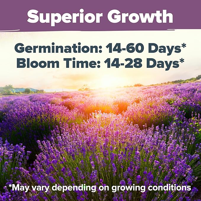 HOME GROWN 𝗨𝗦𝗔 𝗣𝗥𝗘𝗠𝗜𝗨𝗠 English Lavender Seeds 2 Pack 3000 𝗡𝗢𝗡-𝗚𝗠𝗢 Wildflower Seed, for Planting Indoor Outdoor High Germination Flower Seeds (Lavandula antustifolia)