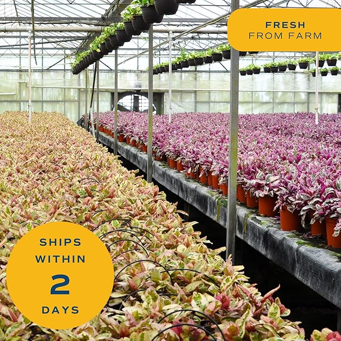 Costa Farms Money Tree Live Plant | 12-16 Inches Tall Bonsai | Easy to Grow Indoor Houseplant in Plant Pot | Home, Office, or Room Decor | Birthday, Housewarming Gift