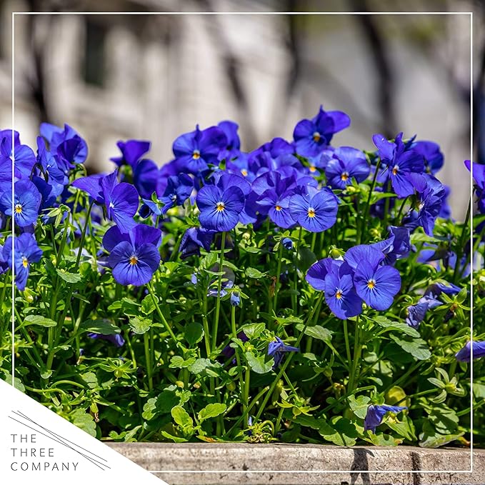 Live Healthy Flowering Pansies - Blue (4 Plants Per Pack), Beautiful Fall Color, 6" Tall by 4" Wide in 1 Pint Square Pot