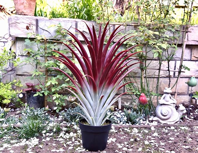 SUNPRAIRIE Hyper Realistic Big Red Artificial Aloe Vera Plant 26 Inches Tall. Large Faux Agave in Matte Black Pot.