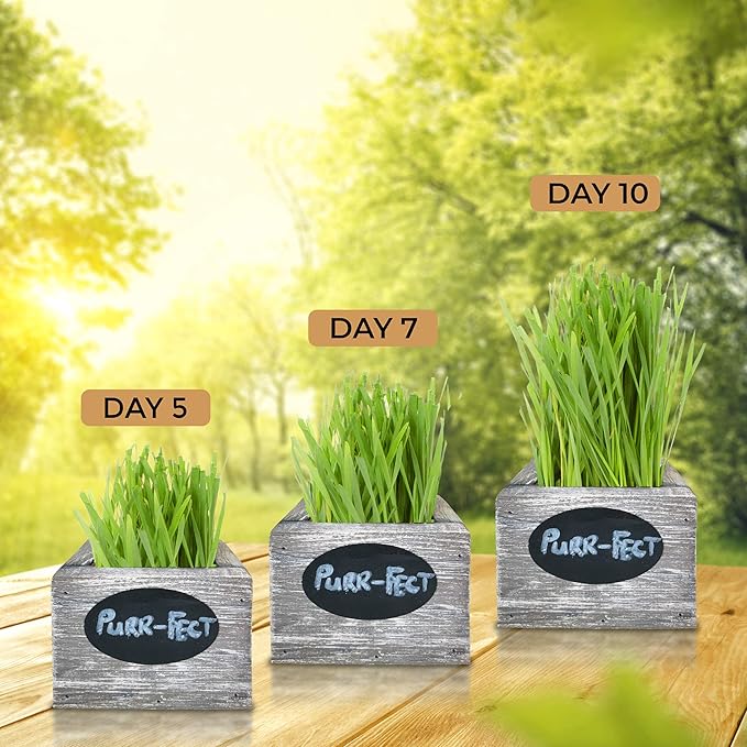 Cat Grass for Indoor Cats Kit – Best Value Organic Seed & Soil for 3 Growing Cycles, Natural Hairball Remedy & Cat Gifts (White Wash)