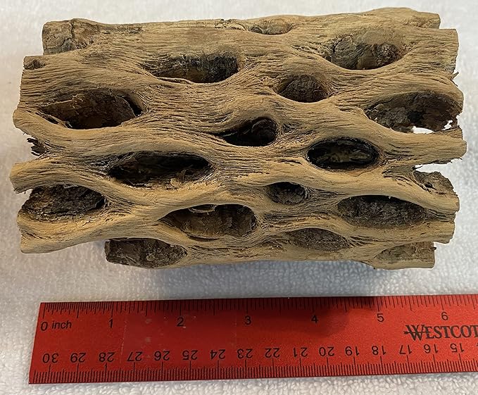Awesome Aquatic 3 in Plus Thick XL Teddy Bear/Chain Fruit/Buckhorn/Staghorn Cholla Wood Hollow Tube Wood Cactus Skeleton Tubes 3” Plus Thick/Diameter (6 in x 3 in Plus Diameter)