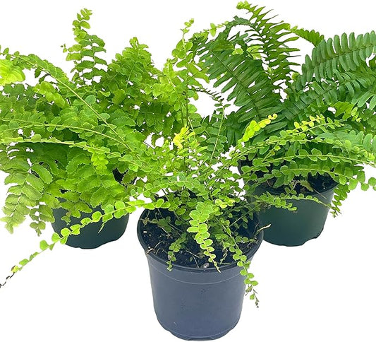 BubbleBlooms Boston Fern Assortment, 3 Different 4 inch Boston Ferns, Nephrolepis exaltata Variety Mix