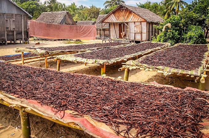 1 LB Organic Madagascar Vanilla Beans - Whole Extract Grade B Pods for Baking, Homemade Extract, Brewing, Coffee, Cooking - 16 Ounces