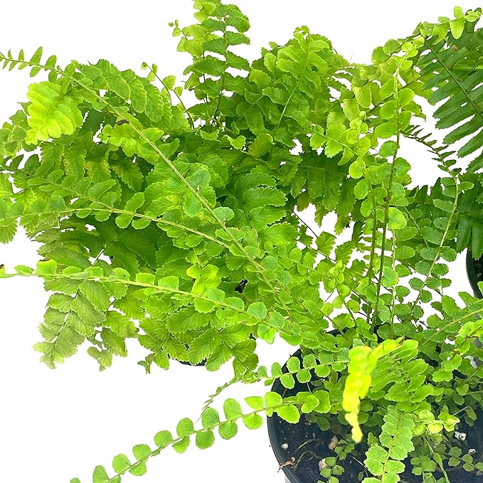 BubbleBlooms Boston Fern Assortment, 3 Different 4 inch Boston Ferns, Nephrolepis exaltata Variety Mix