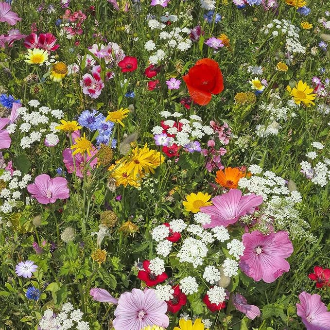 Wildflower Seeds Bulk, 2 Oz. 80,000+ Seeds – Butterfly & Hummingbird Mix with 23 Non-GMO Varieties – Pollinator Flower Seed for Planting