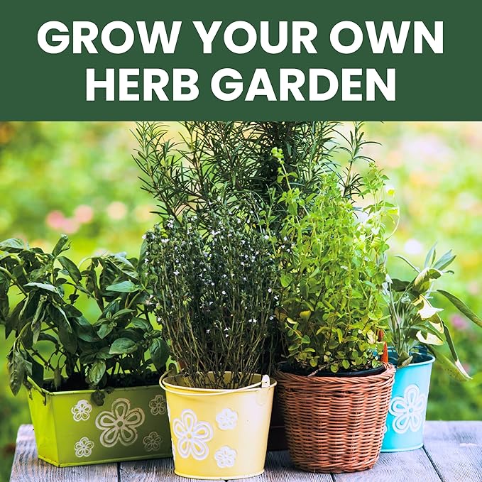 Herb Seeds | 5 Invidiual Packs | 2025 Season | Non-GMO | Basil, Dill, Mint, Parsley & Thyme! | for Planting Indoor & Outdoor | by Family Sown