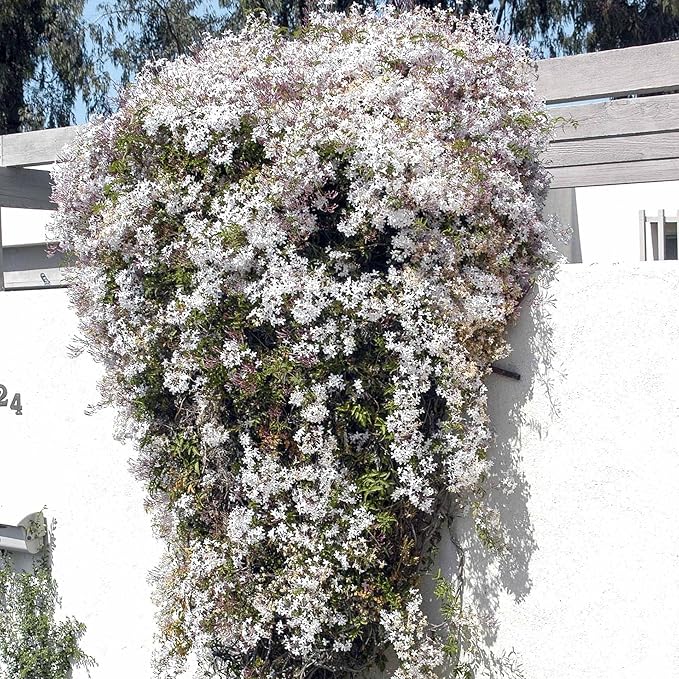 Pink Jasmine Vine - Jasminum Polyanthum - Fragrant & Blooming, Perfect for Indoor/Outdoor Decor (2 Pink jas sacs)