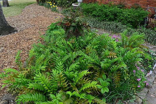 3 Japanese Holly Fern in 4 Inch Containers (Three Pots, One Plant Per Pot) Cyrtomium Falcatum Wonderful Shade Loving Plants!
